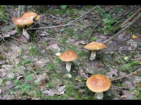 Видео: Это я удачно зашёл..Замечательно поохотился за белыми.