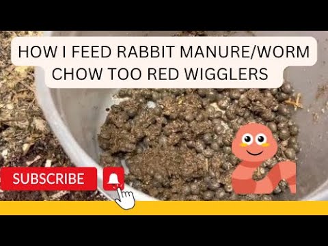 Видео: Красные вигглеры любят кроличий навоз #компостированиечервей #красныевигглеры ￼
