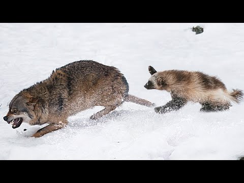 Видео: Вот почему Волки не связываются с РОСОМАХОЙ! Бесстрашный комок ЯРОСТИ!