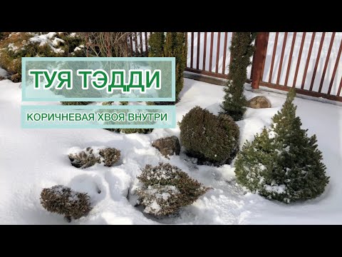 Видео: Коричневая хвоя внутри у туи ТЭДДИ | Что делать? | Thuja occidentalis Teddy
