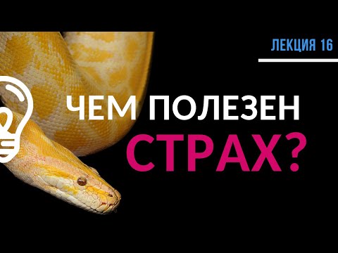 Видео: Страхи. Чем помогают и как их использовать? / Лекция №16 (полностью)