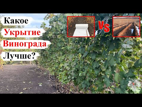 Видео: Какой СПОСОБ УКРЫТИЯ ВИНОГРАДА Лучше? ЗЕМЛЁЙ или ГЕОТЕКСТИЛЕМ