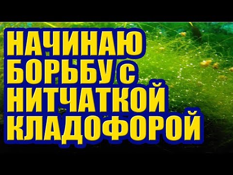 Видео: Начинаю Борьбу с Нитчаткой Кладофорой. Как избавиться от Водорослей в Аквариуме