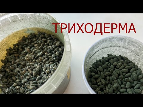 Видео: Триходерма власними руками на весь сезон. Використання для рослин.