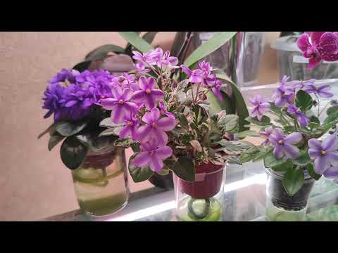 Видео: 12.06.21.мои цветущие ФИАЛКИ..