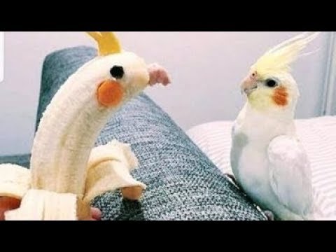 Видео: Смешные птички 🐦 - Приколы с птицами/FUNNY BIRDS