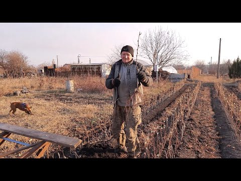Видео: Скоба для выкопки саженцев