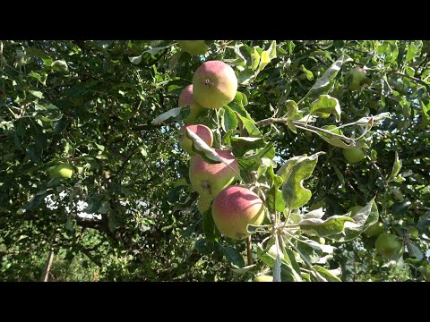 Видео: Епизод 73. Плодови червеи по овошките.