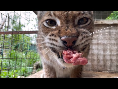 Видео: Рысь распаковывает стейк! Нетерпеливый рык!
