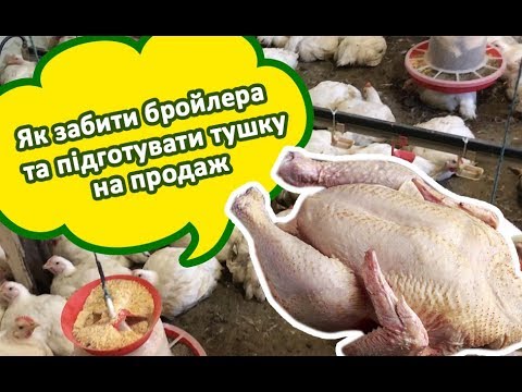 Видео: Забій бройлера та підготовка тушки на продаж