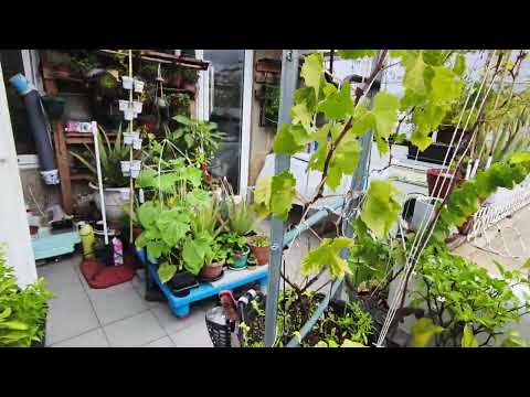 Видео: "Мой сад на 8 этаже - Mi alto Jardin" 11.09.25