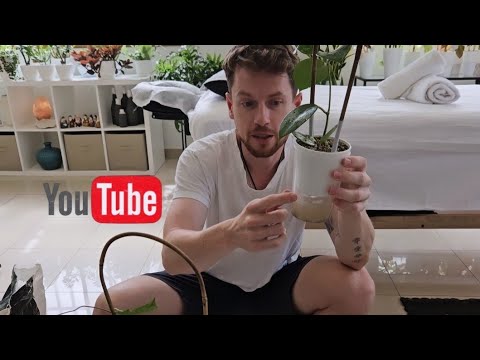 Видео: Разговорная пересадка. Новые Хойи. Перевод на фитильный полив.