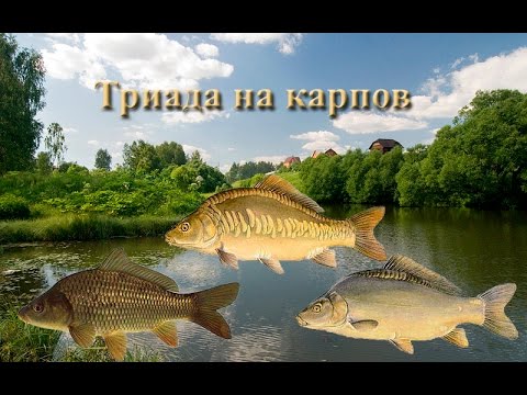 Видео: Русская Рыбалка 3.99 Триада на карпа на Рыбхозе