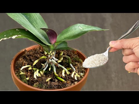 Видео: Посыпьте 1 чайной ложкой! И вдруг! Орхидея отращивает 1001 корень и распускает великолепные цветы!