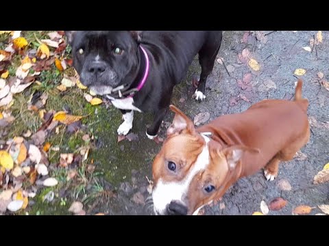 Видео: Стаффордширские бультерьеры Леди и Финн на прогулке.