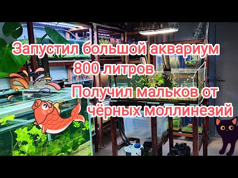 Видео: Запустил новый аквариум медленный Травник, получил малька чёрной моллинезии и так просто разговоры. 