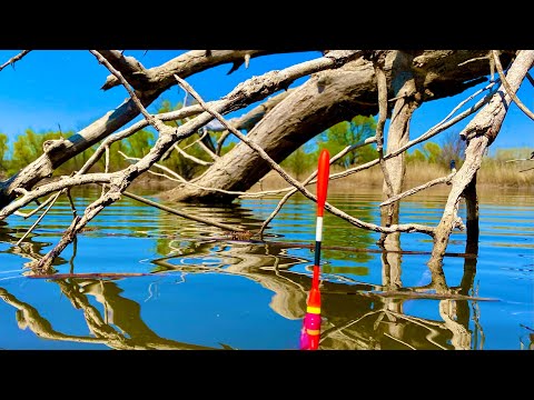 Видео: Рыбины ДО 4 КГ В ЭТИХ ДЕБРЯХ НЕ ЗАКАНЧИВАЮТСЯ рыбалка на поплавок в мае