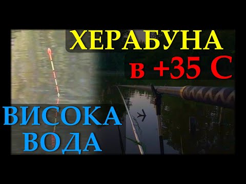 Видео: Сазани рвуть повідці! Багато клювань, рибов та міркувань!