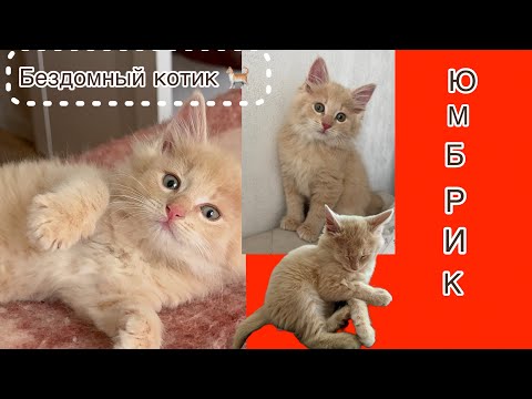 Видео: Как живется  бездомному котику Юмбрику ???2 часть The life of a homeless kitten named Yumbrik🔥