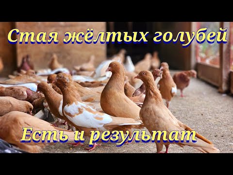 Видео: Стая жёлтых голубей хороший результат