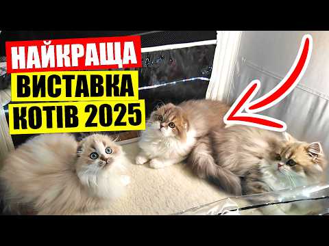Видео: ВИСТАВКА котів 2025 у Києві | 💰800 ЄВРО за кошеня | Сфінкси орієнтали мейн-куни