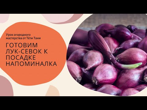 Видео: 836. Готовим севок к посадке. Напоминалочка.