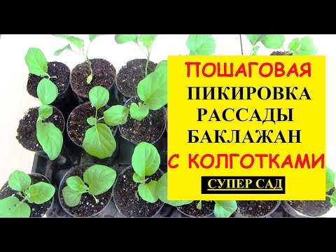 Видео: Пикировка рассады баклажан с колготками