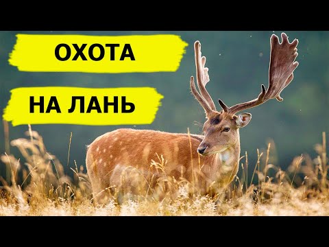 Видео: Охота на лань. Неповторимый вкус охоты/FARMING THE WILD (Охотник и рыболов)
