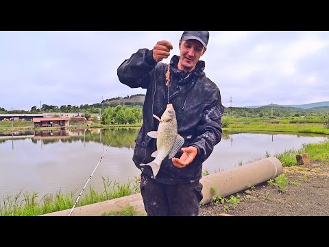 Видео: РЫБАЛКА НА КАРАСИНУЮ ПРУЖИНУ! Ловля сазана и карася на катыши и кукурузу.