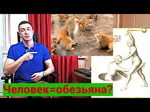 Видео: Почему людям интересны поединки, агрессия и насилие? Психология, история от обезьян до современности