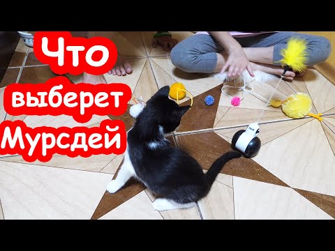 Видео: ЧЕЛЛЕНДЖ Что выберет Мурсдей