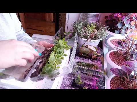 Видео: 🌺Радость для цветанутого цветовода.😍Посылка с АгроВиолы.🌺