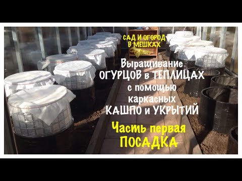 Видео: Выращивание ОГУРЦОВ в ТЕПЛИЦЕ с помощью каркасных КАШПО и УКРЫТИЙ. Часть первая. ПОСАДКА. Май 2022.