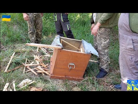 Видео: Ведмеді у Карпатах (26.06.22)🐻😱
