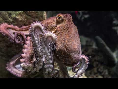Видео: А вы знаете у какого животного больше всего зубов? Классы моллюсков. Самые большие моллюски