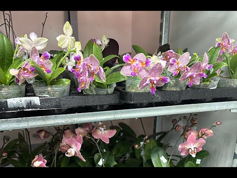 Видео: 🌸 ПРОДАЖА ОРХИДЕЙ 21.04.25г. Обзор подростков орхидей из Азии. Орхидеи почтой. Купить орхидею.