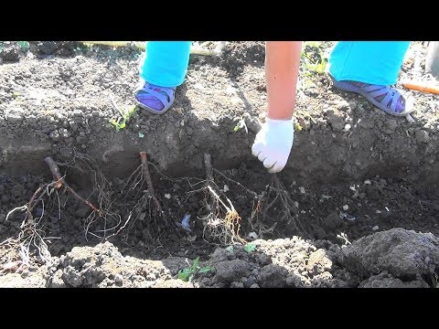 Видео: 🌹 Высаживаем розы зимней прививки в открытый грунт.