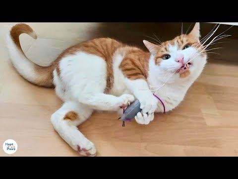 Видео: Брошенный кот, найденный плачущим в кустах, снова находит любовь
