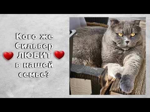 Видео: Кого же Сильвер всё таки любит в нашей семье? / Смешные животные