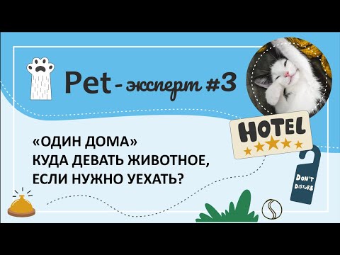 Видео: "Один дома". Куда девать животное, если нужно уехать?