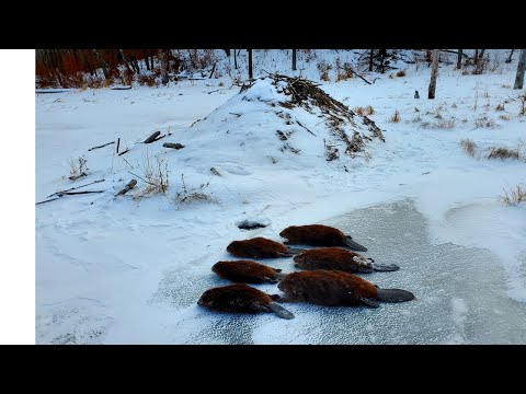 Видео: Глубокая зимняя охота на бобров (кониберы и приманки)