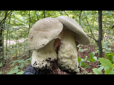 Видео: Грибний бум! 116 білих 🍄