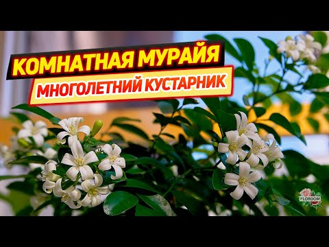 Видео: Комнатная мурайя: уход в домашних условиях и секреты выращивания