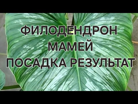 Видео: Филодендрон Мамей посадка и результат 