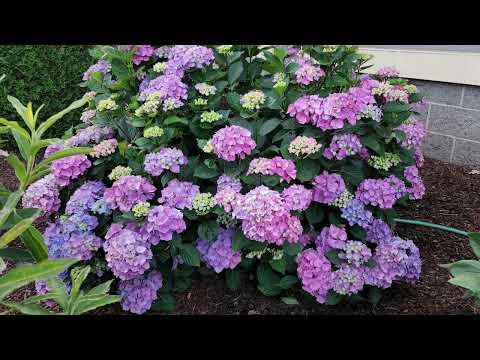 Видео: Что делать, если подмерзли верхушки у гортензии.