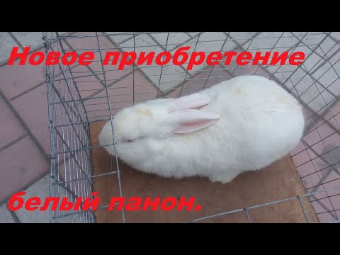 Видео: Белый панон.