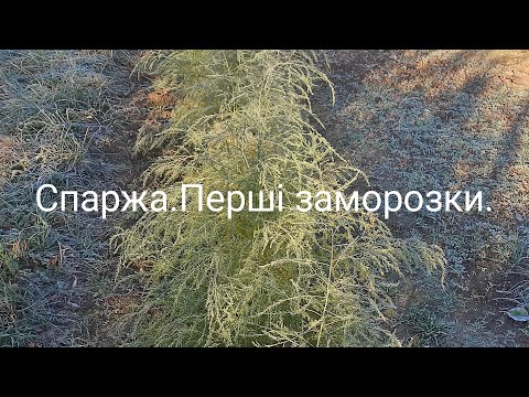 Видео: Спаржа.Перші заморозки.