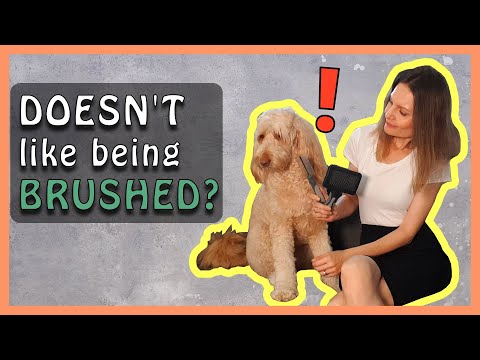 Видео: Как приучить голдендудля любить расчёсывание | Советы по расчёсыванию собак Doodle