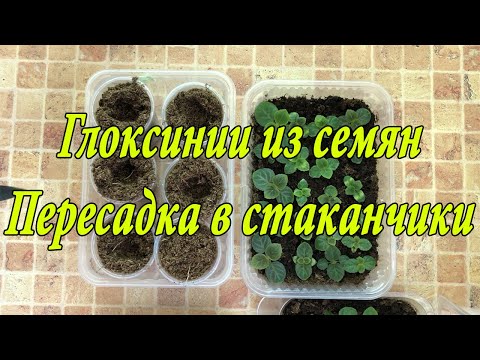 Видео: Выращивание Глоксиний из семян. Очередная пикировка. 4 часть