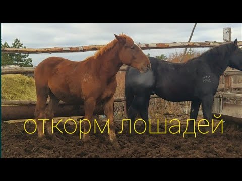 Видео: 135 000 тг Прибыль бір Тайдан 🔥 откорм лошадей 87082084510(ватсапп)